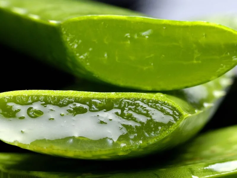 এলোভেরা