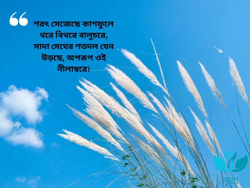 কাশফুল নিয়ে রোমান্টিক কবিতা