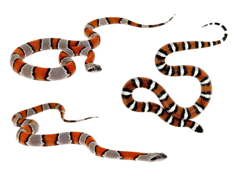 স্বপ্নে সাপ দেখলে কি হয়