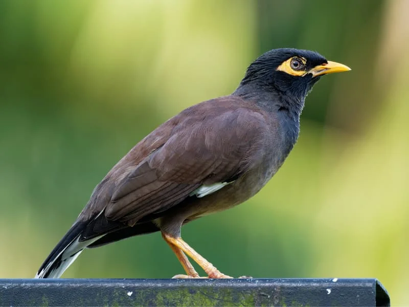 আবার আসিব ফিরে কবিতা - শালিখ