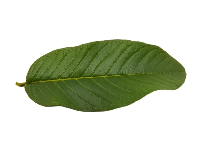 পেয়ারা পাতা